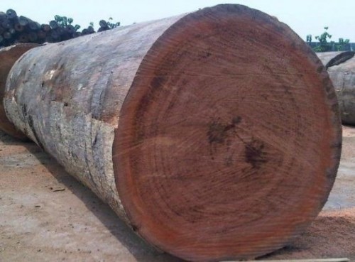 Buy Natural Wood Logs Wholesales Worldwide Export