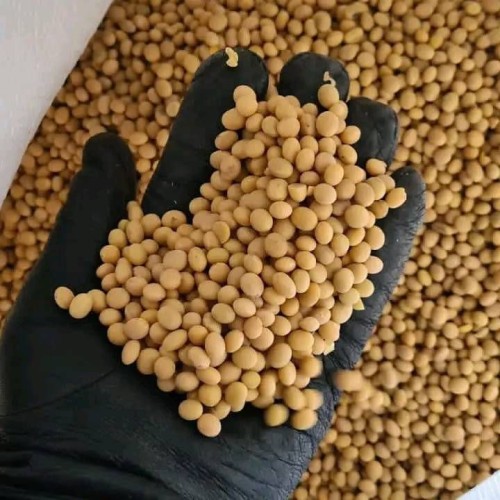 ood Grade Dry Yellow Soybean Seed Non Gmo Soybeans