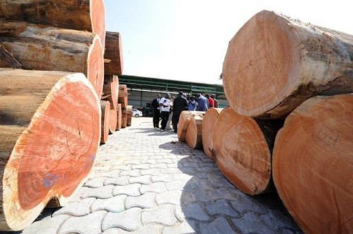 Wooden Log Material High quality sells  teak wood logs timber sawn teak wood logs timber