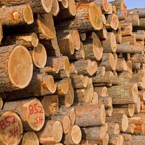 Quality Eucalyptus logs White Pine Wood Log  Sawn Timber Square Timber LOGS Oak Wood Round Logs  Timber Wood  Lumber