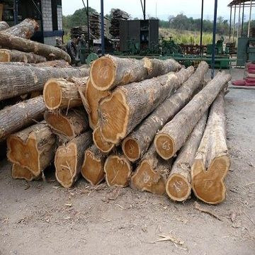 Quality Eucalyptus logs White Pine Wood Log  Sawn Timber Square Timber LOGS Oak Wood Round Logs  Timber Wood  Lumber